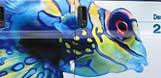 Fish market vehicle graphics