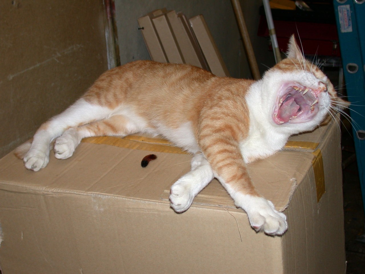 Choo Choo Yawning On The Cardboard Box