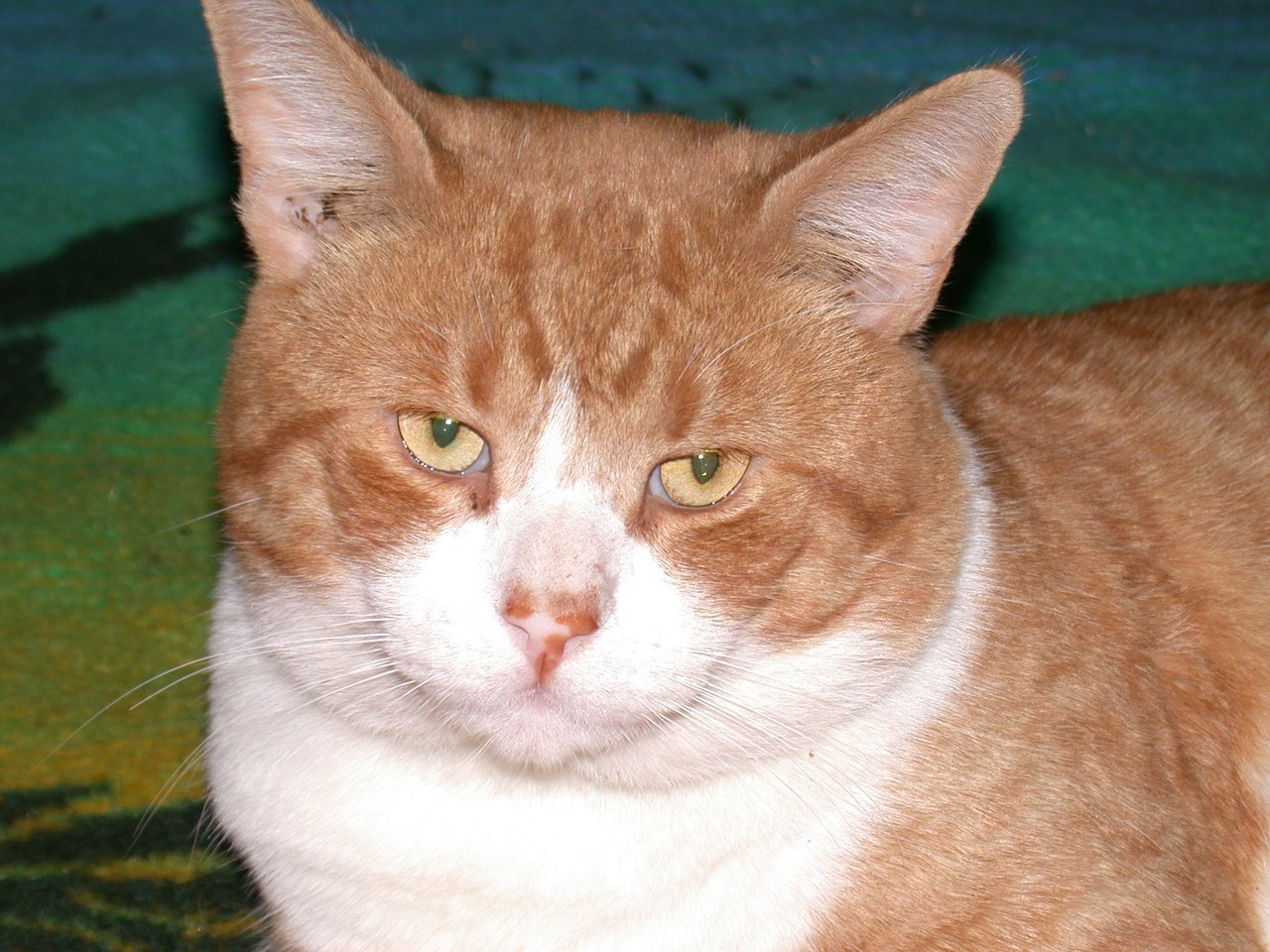 Choo Choo Close Up Portrait