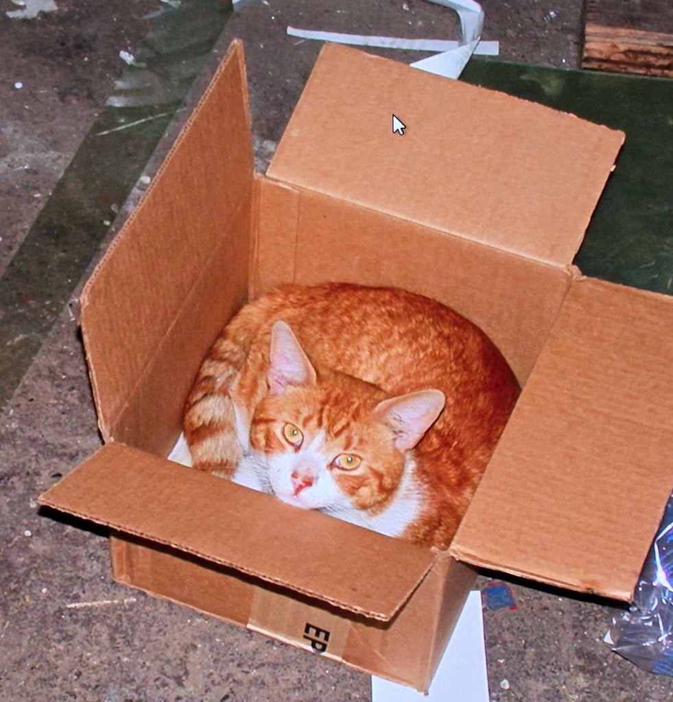 Choo Choo In The Box