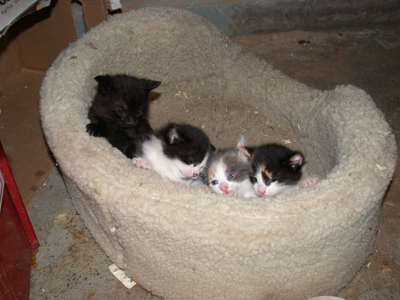 Four Kittens In A Bed