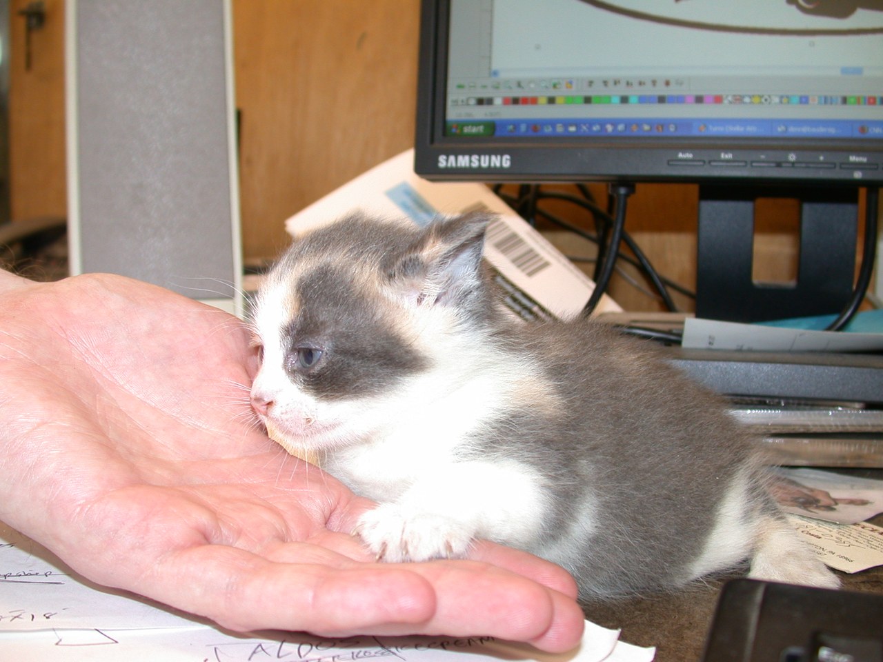 Grey Kitten In Hand