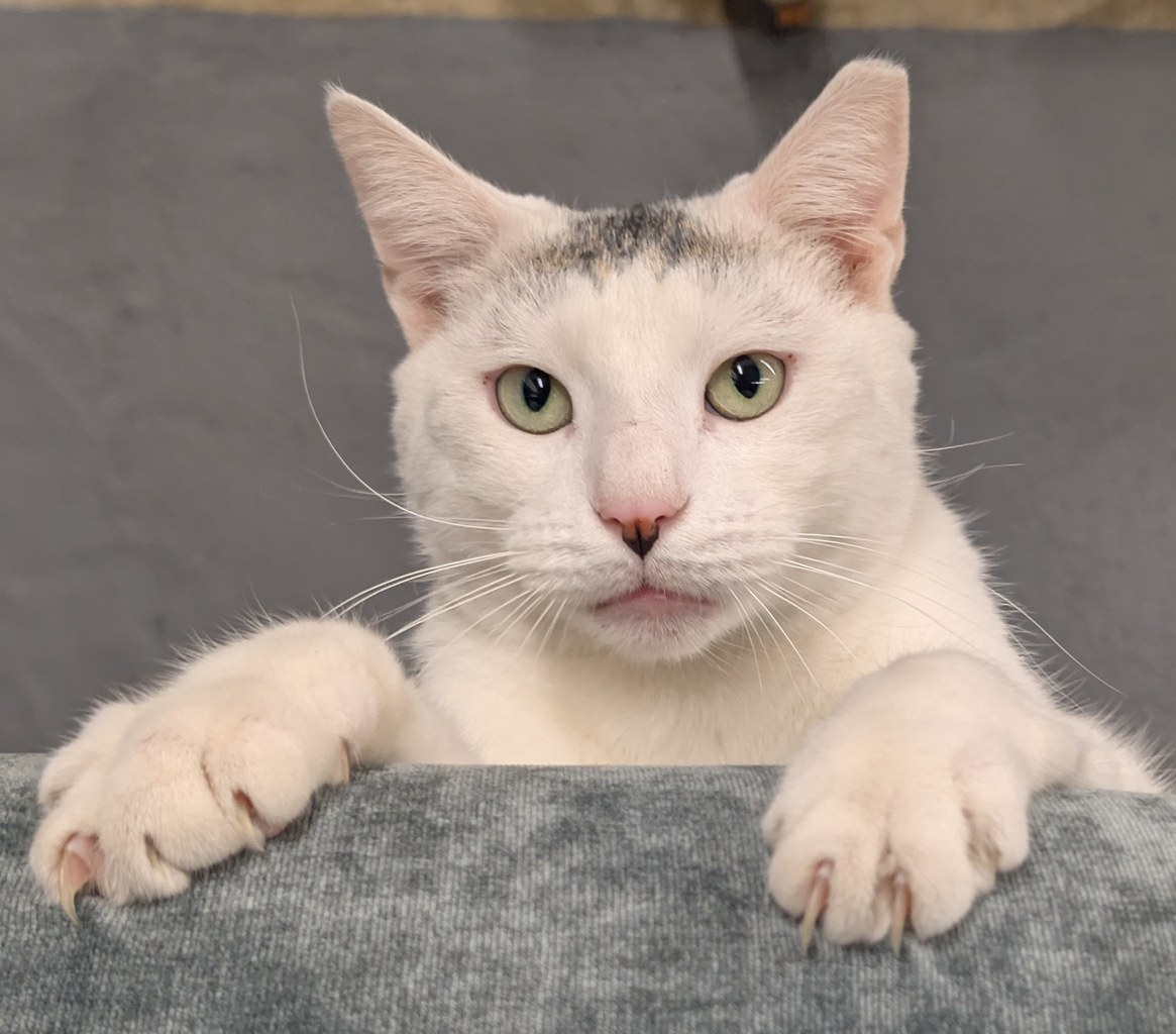Marty Close Up Portrait Green Eyes