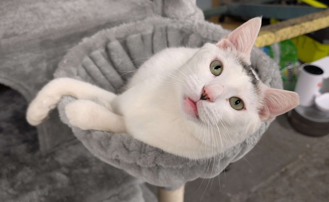 Marty In The Cat Tree Bowl