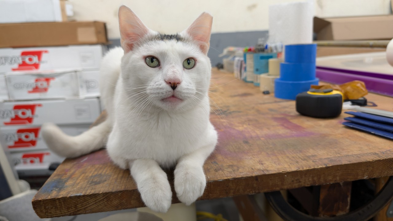 Marty Loafing On Workbench Portrait