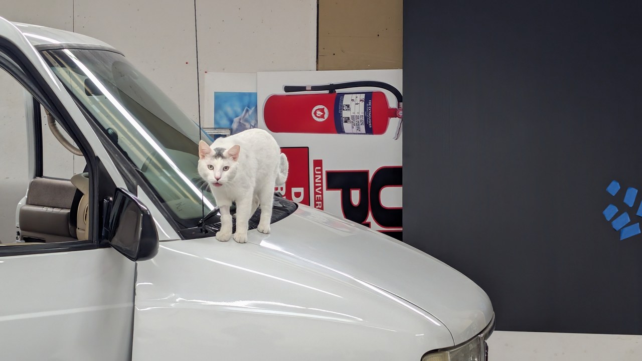 Marty On Van Hood Close Up