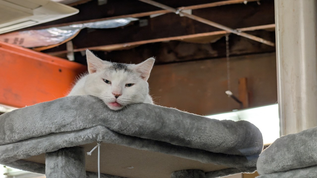 Marty Sleepy On Cat Tree
