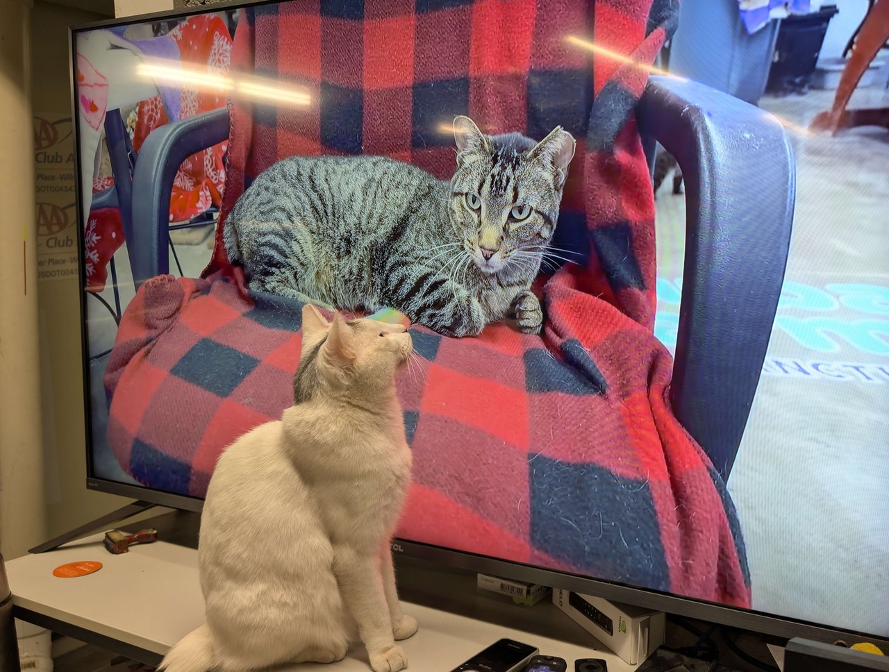 Marty Watching A Cat On TV