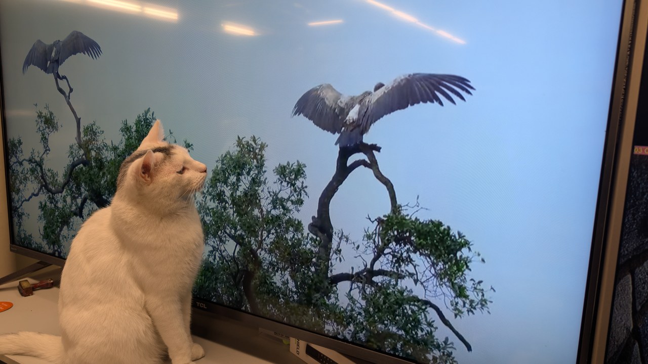 Marty Watching Birds On TV