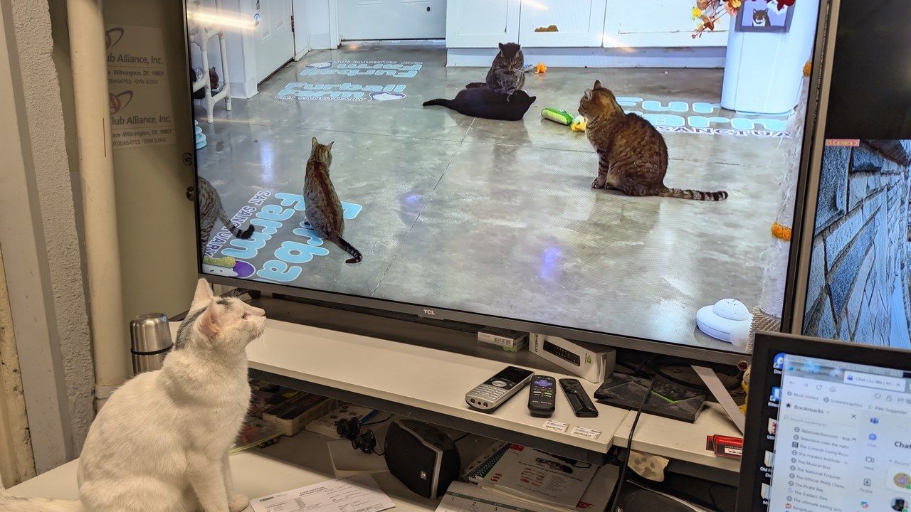 Marty Watching Cats On Security Camera