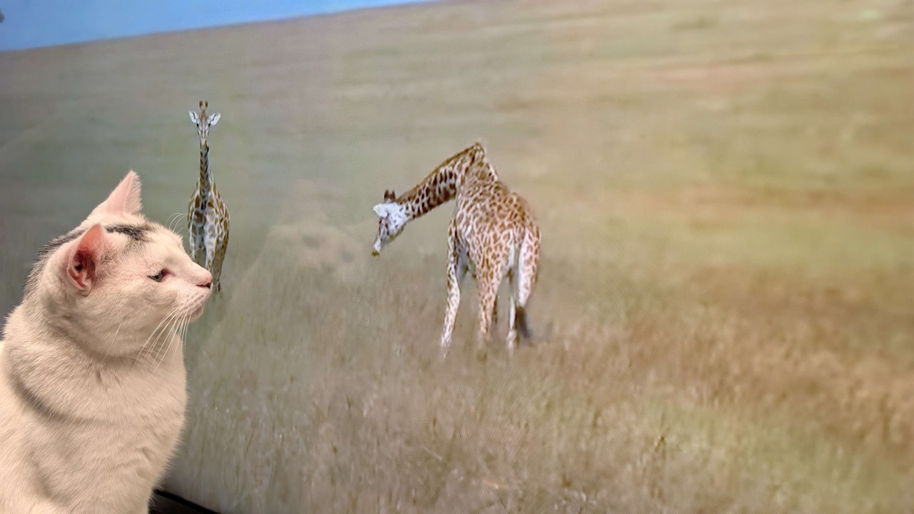 Marty Watching A Giraffe On Tv
