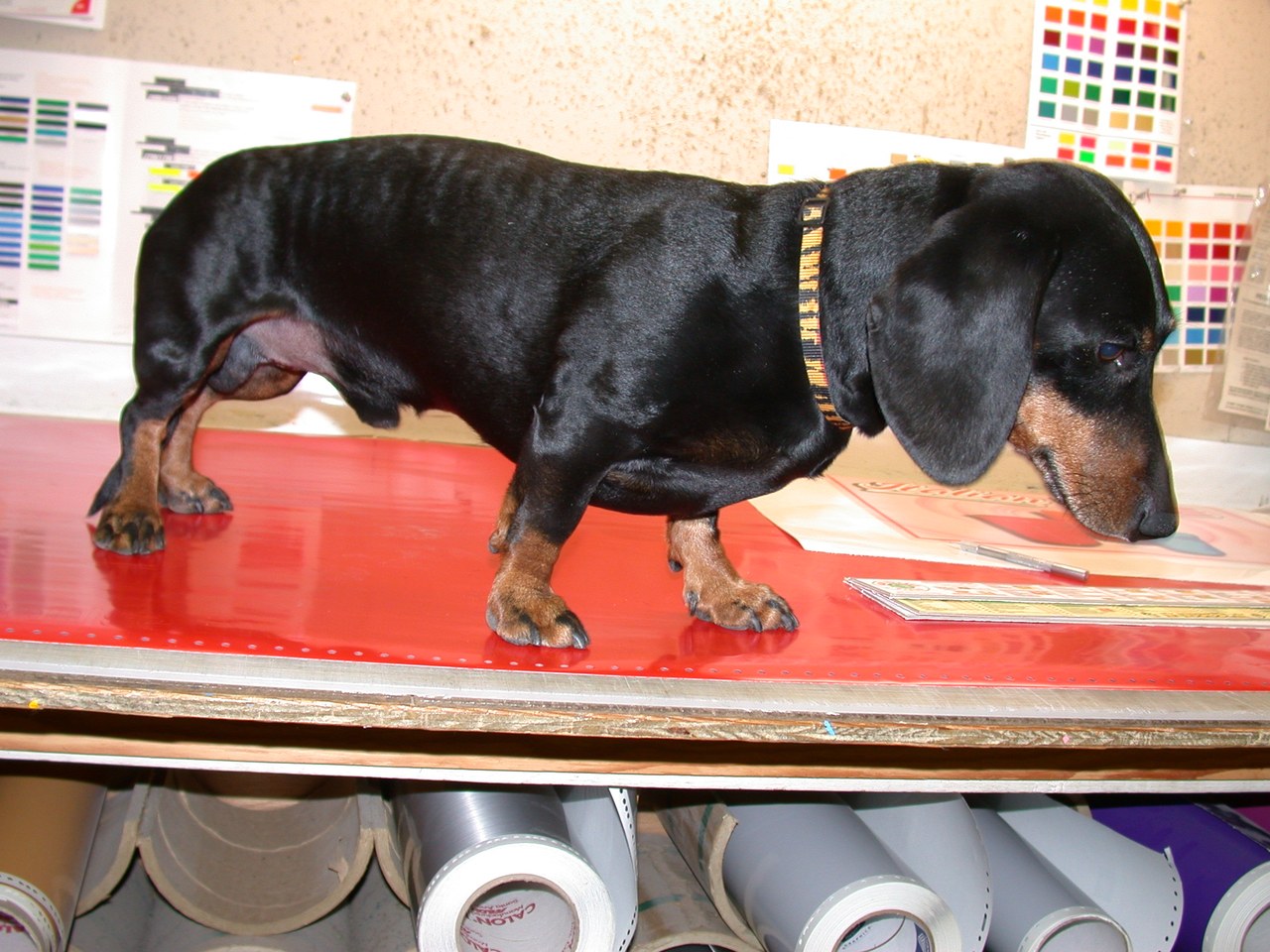 Sam On The Vinyl Table
