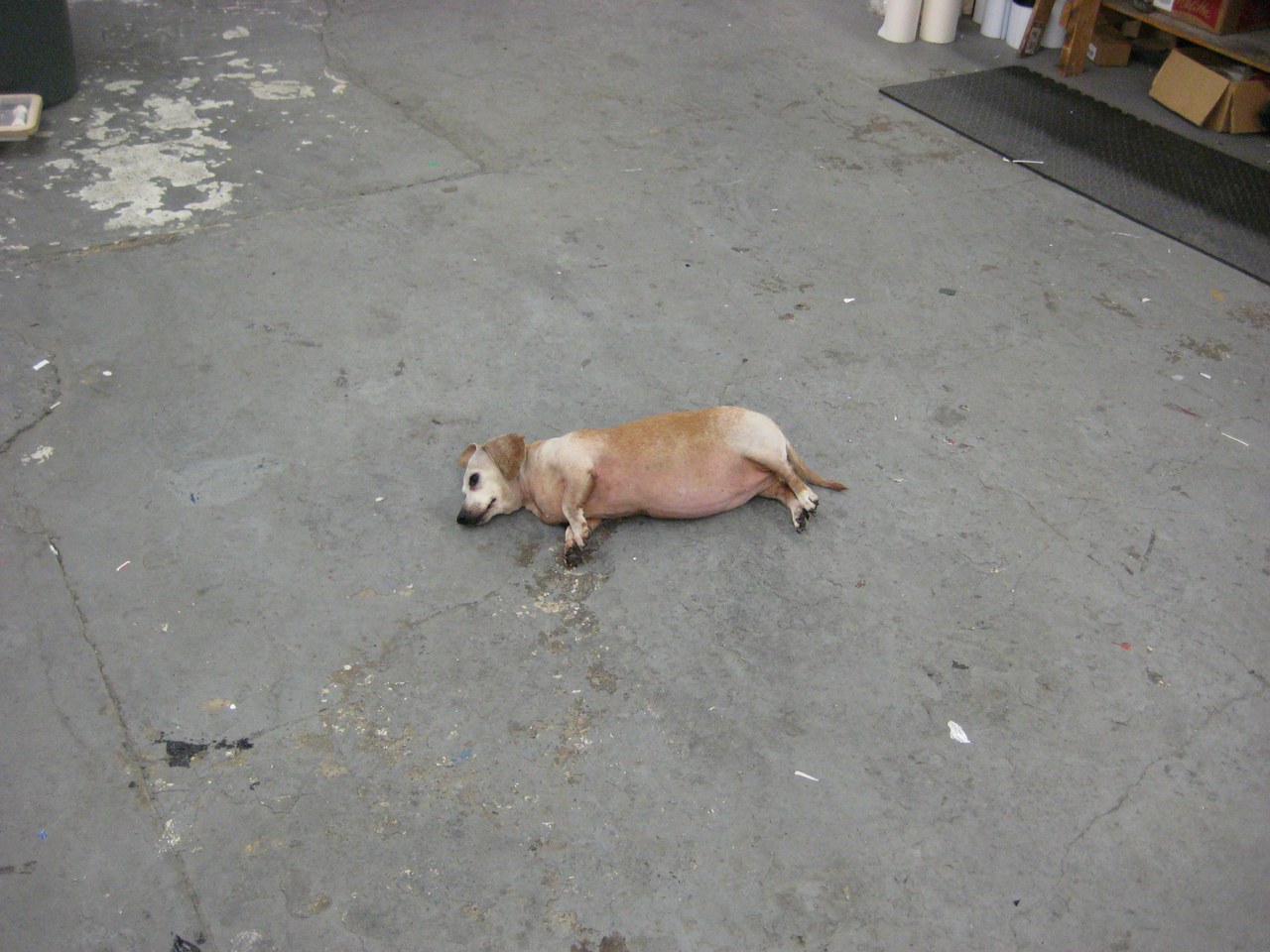 Scooby Belly Up On The Floor