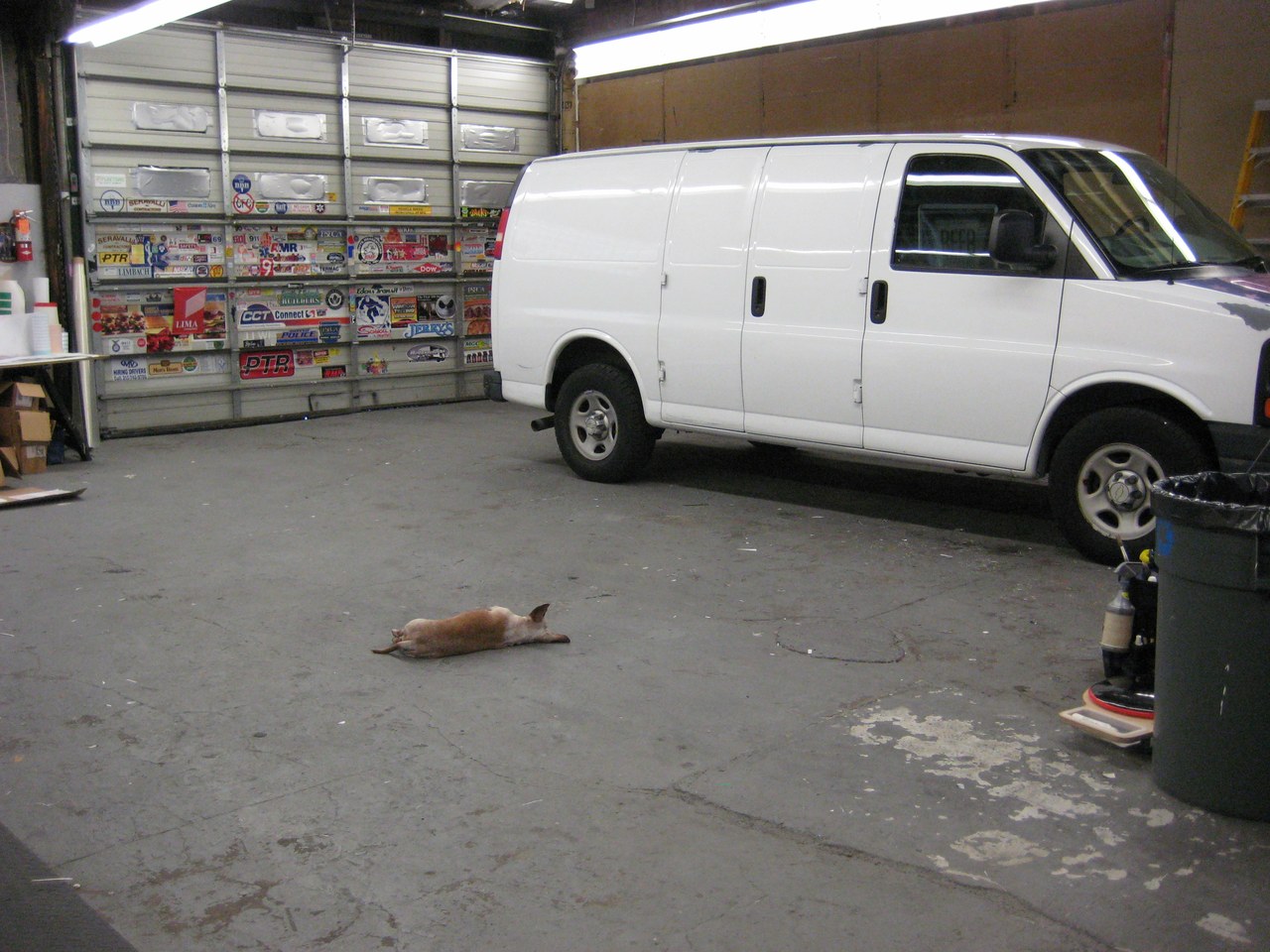 Scooby Flat Out By The Van