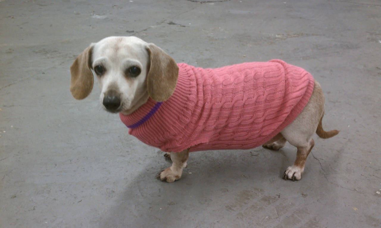 Scooby In Pink Sweater