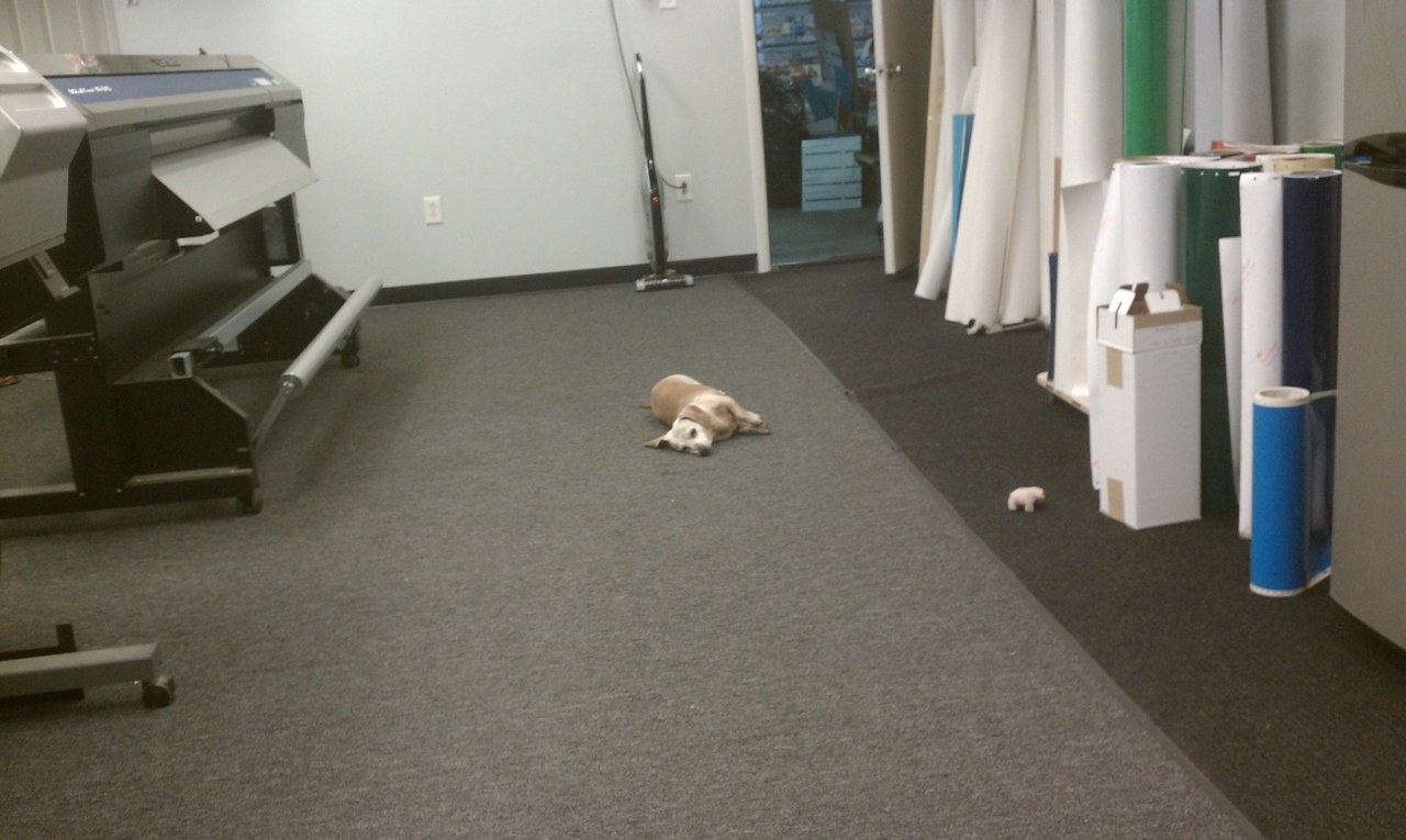 Scooby Napping In The Shop
