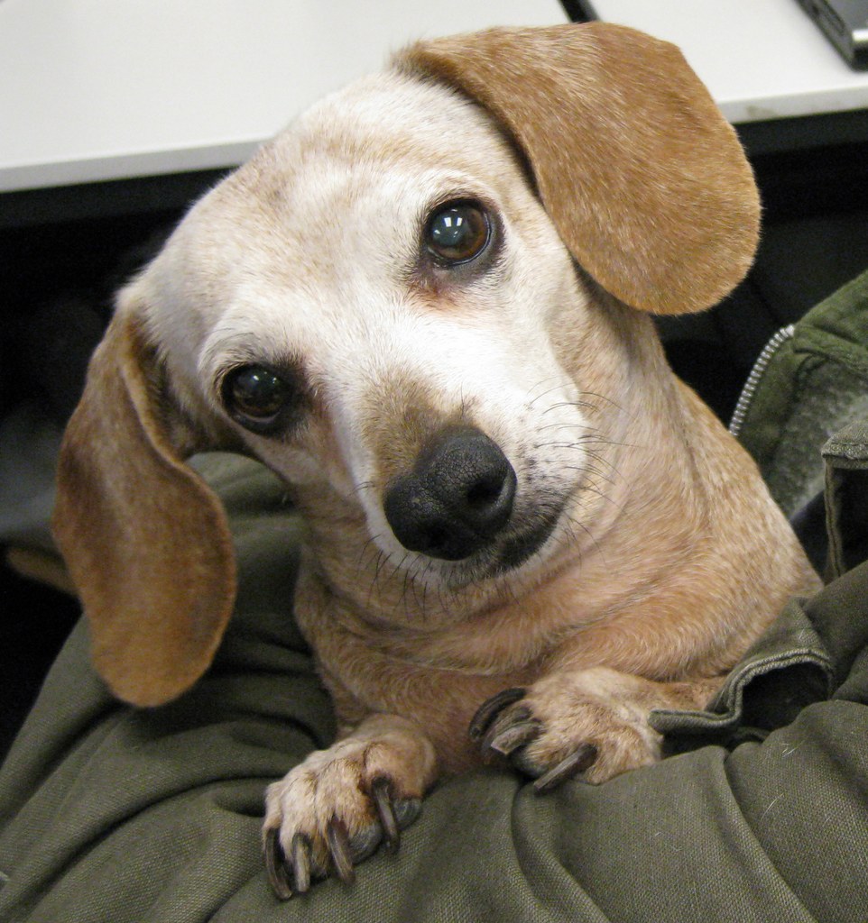 Scooby Portrait Close Up