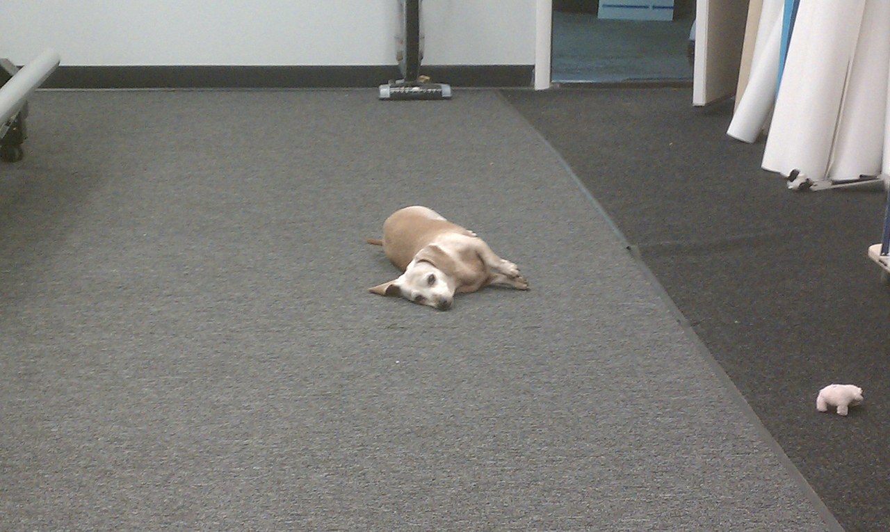 Scooby Relaxing In The Shop