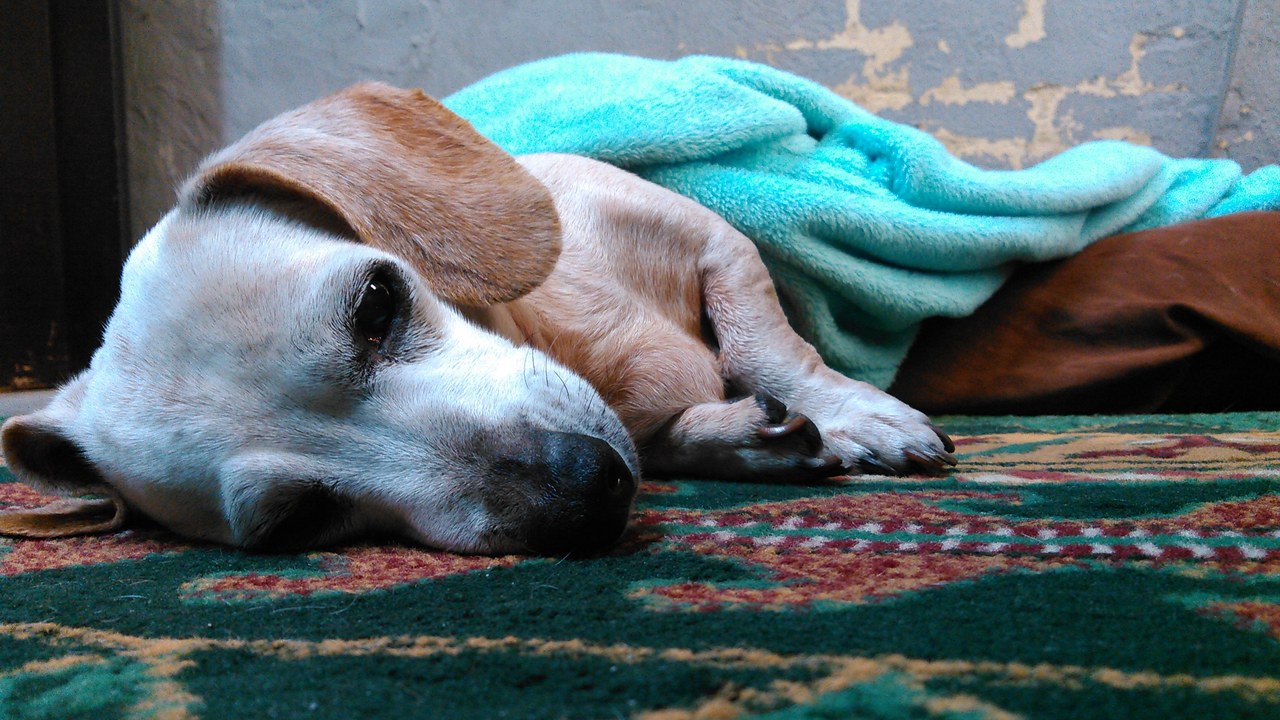 Scooby Resting With Blue Blanket