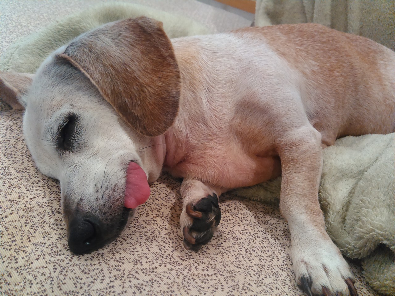 Scooby Sleeping With Tongue Out