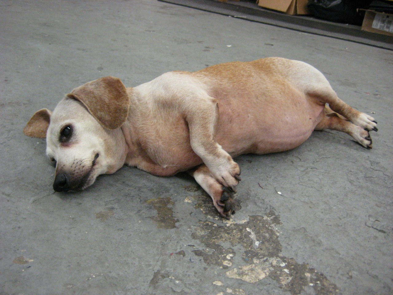 Scooby Sprawled On The Shop Floor