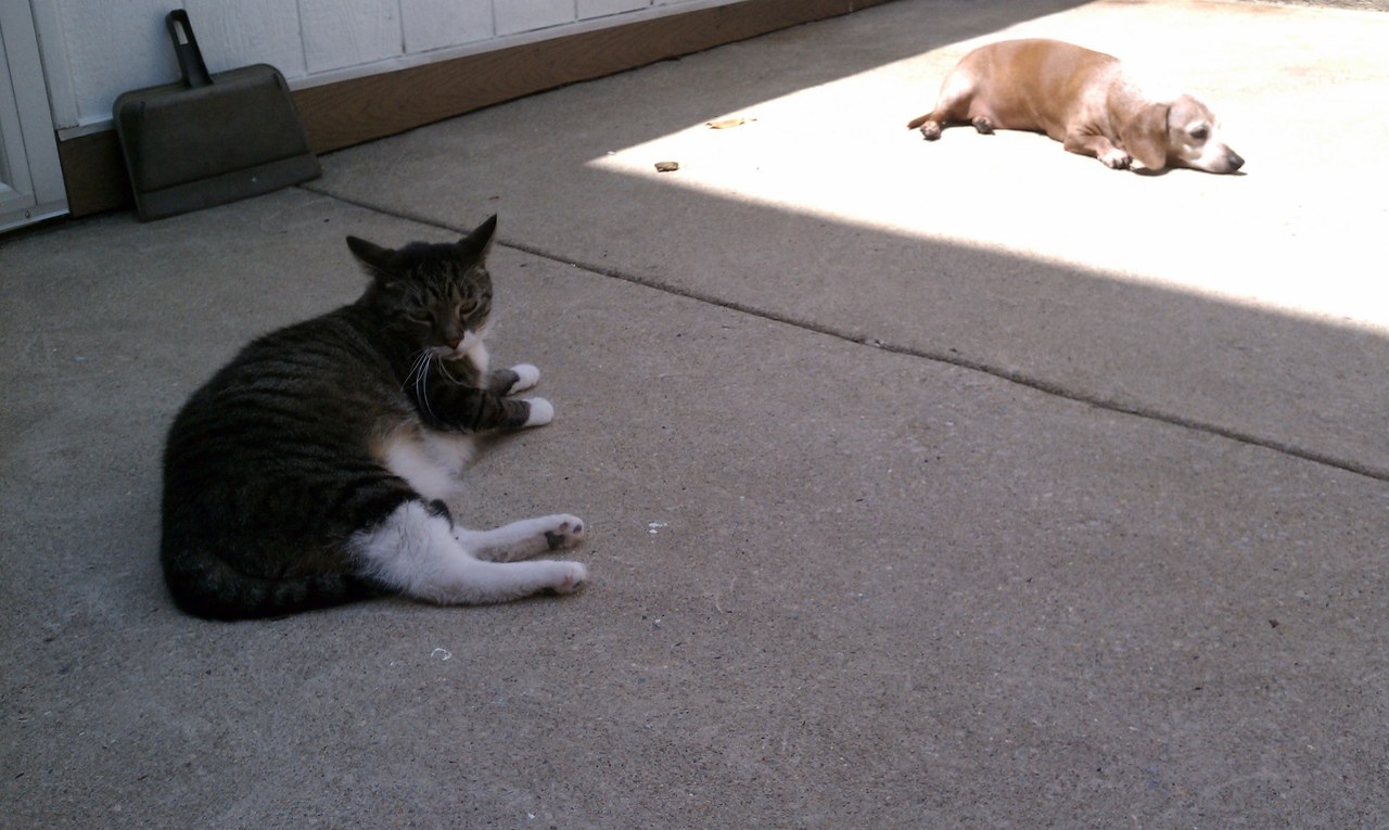 Scratchy And Dog Outside