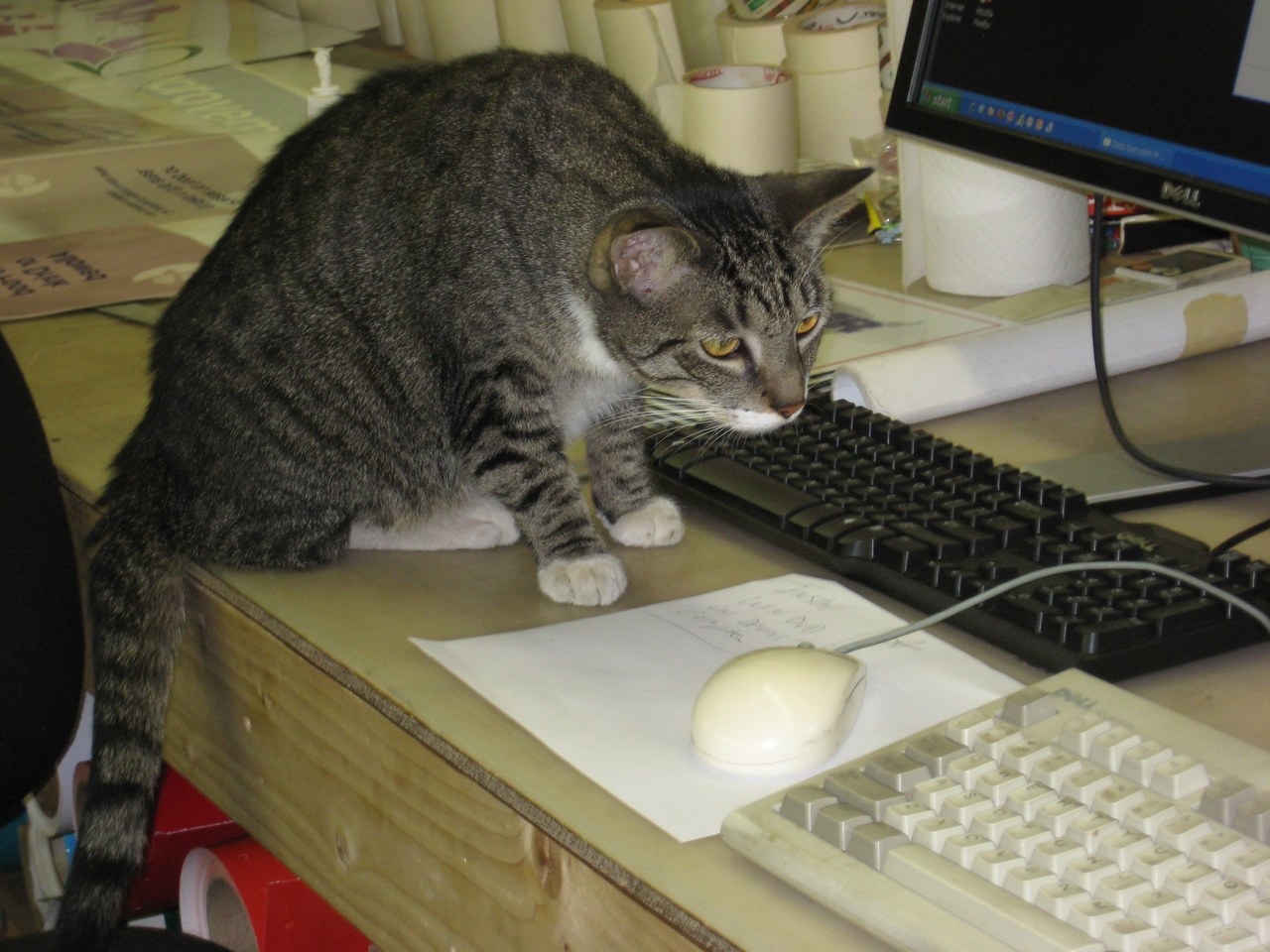 Scratchy At The Computer