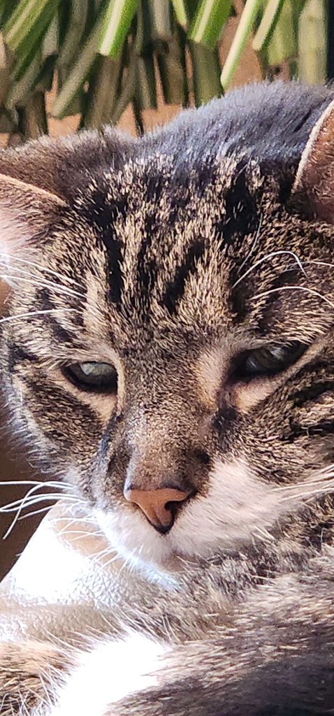 Scratchy Close Up Portrait Outdoors