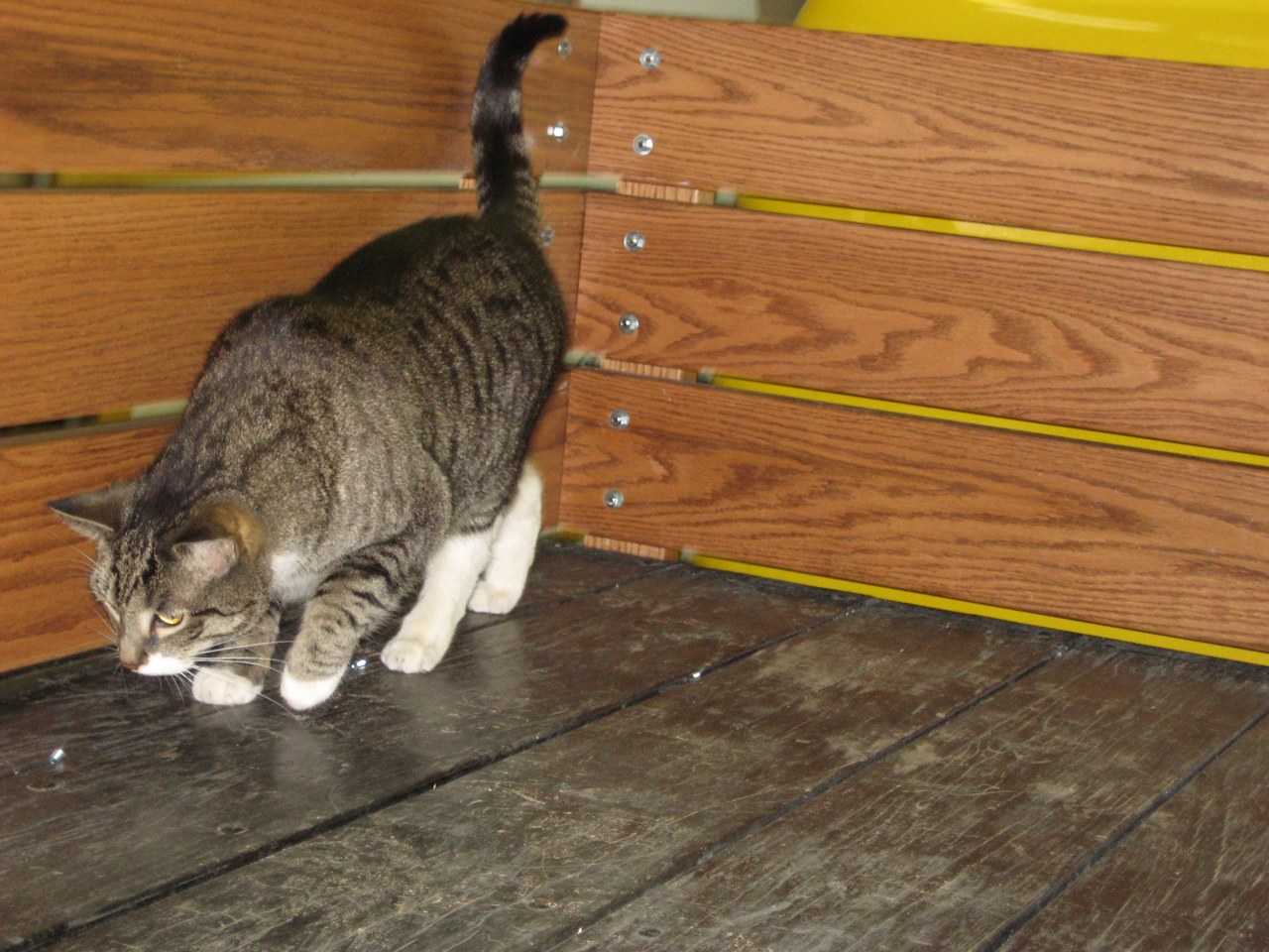 Scratchy Exploring The Flatbed