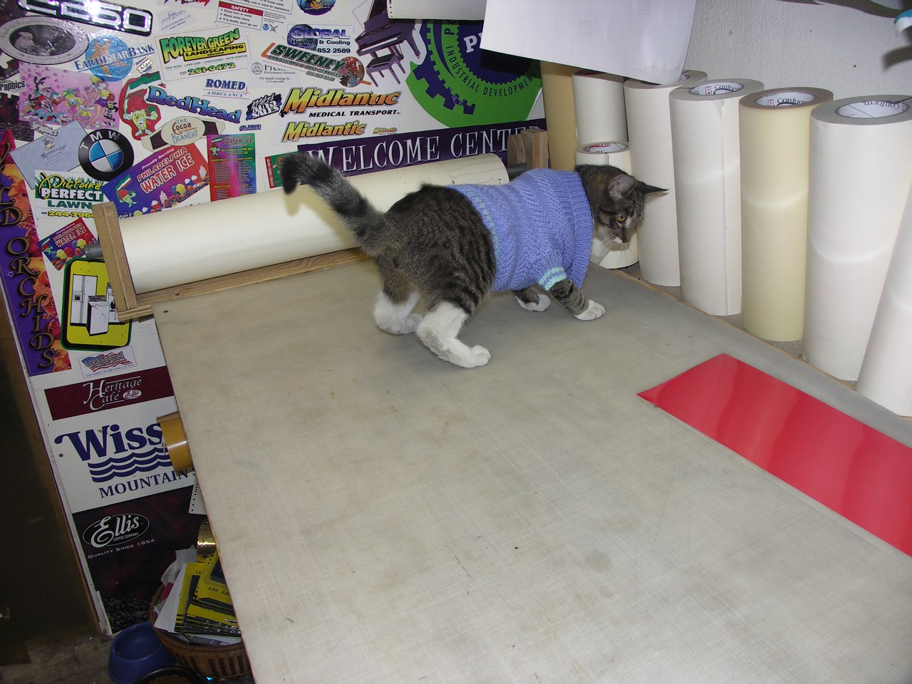 Scratchy In Blue Sweater In Shop