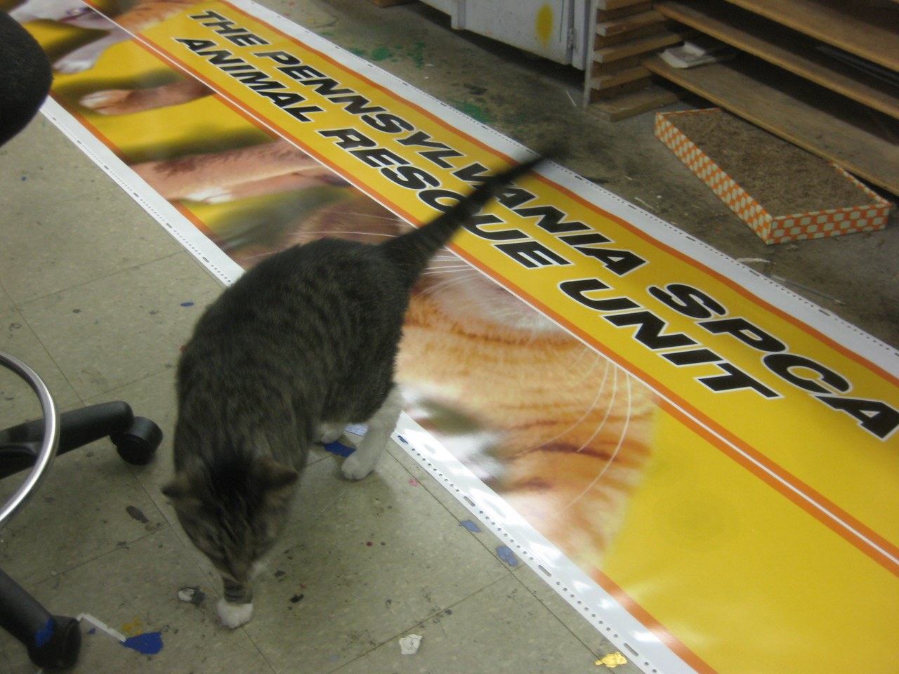 Scratchy Inspecting The SPCA Banner