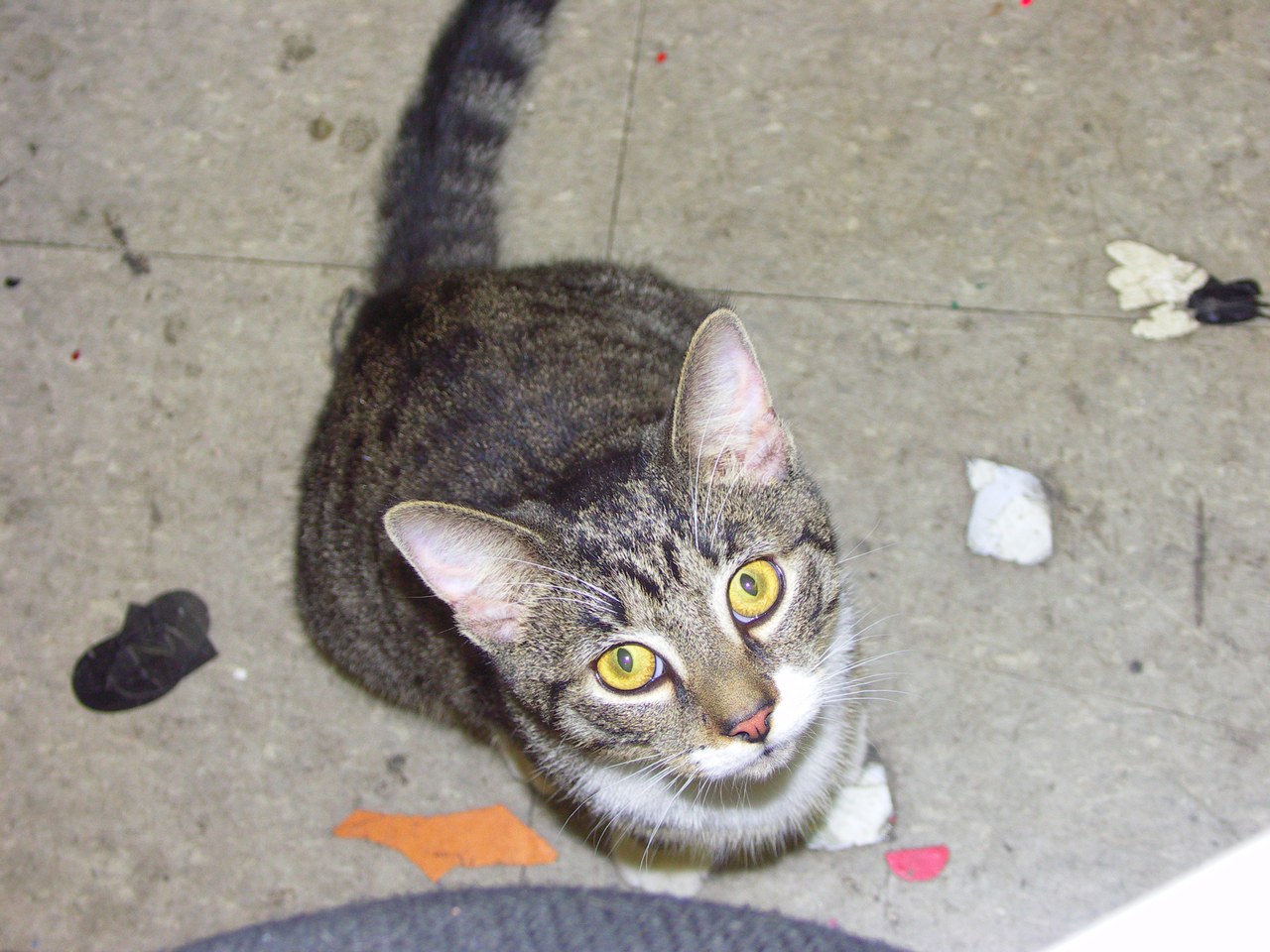 Scratchy Looking Up In Shop