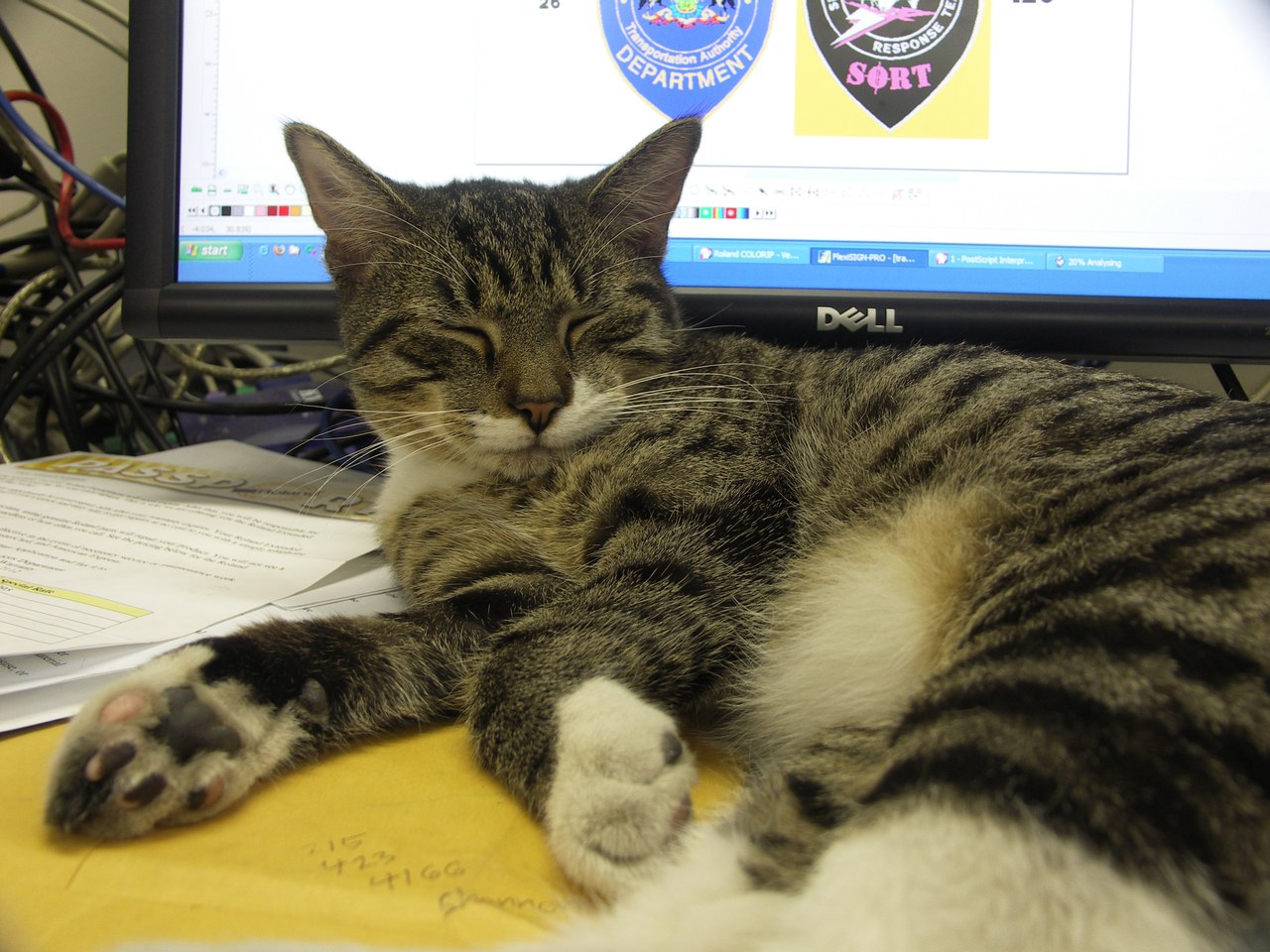 Scratchy Napping At The Dell