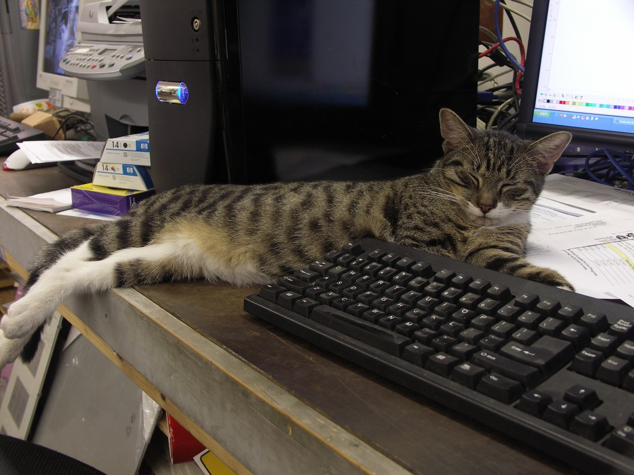 Scratchy On The Keyboard