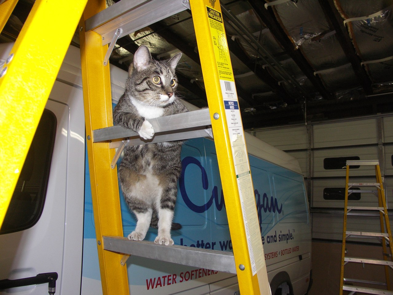 Scratchy On The Ladder By Culligan Van
