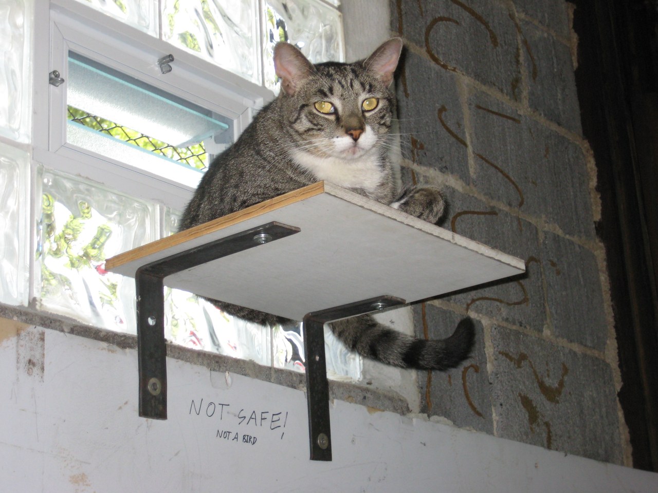 Scratchy On The Not Safe Shelf