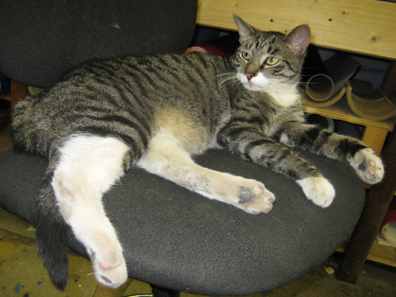 Scratchy On The Office Chair