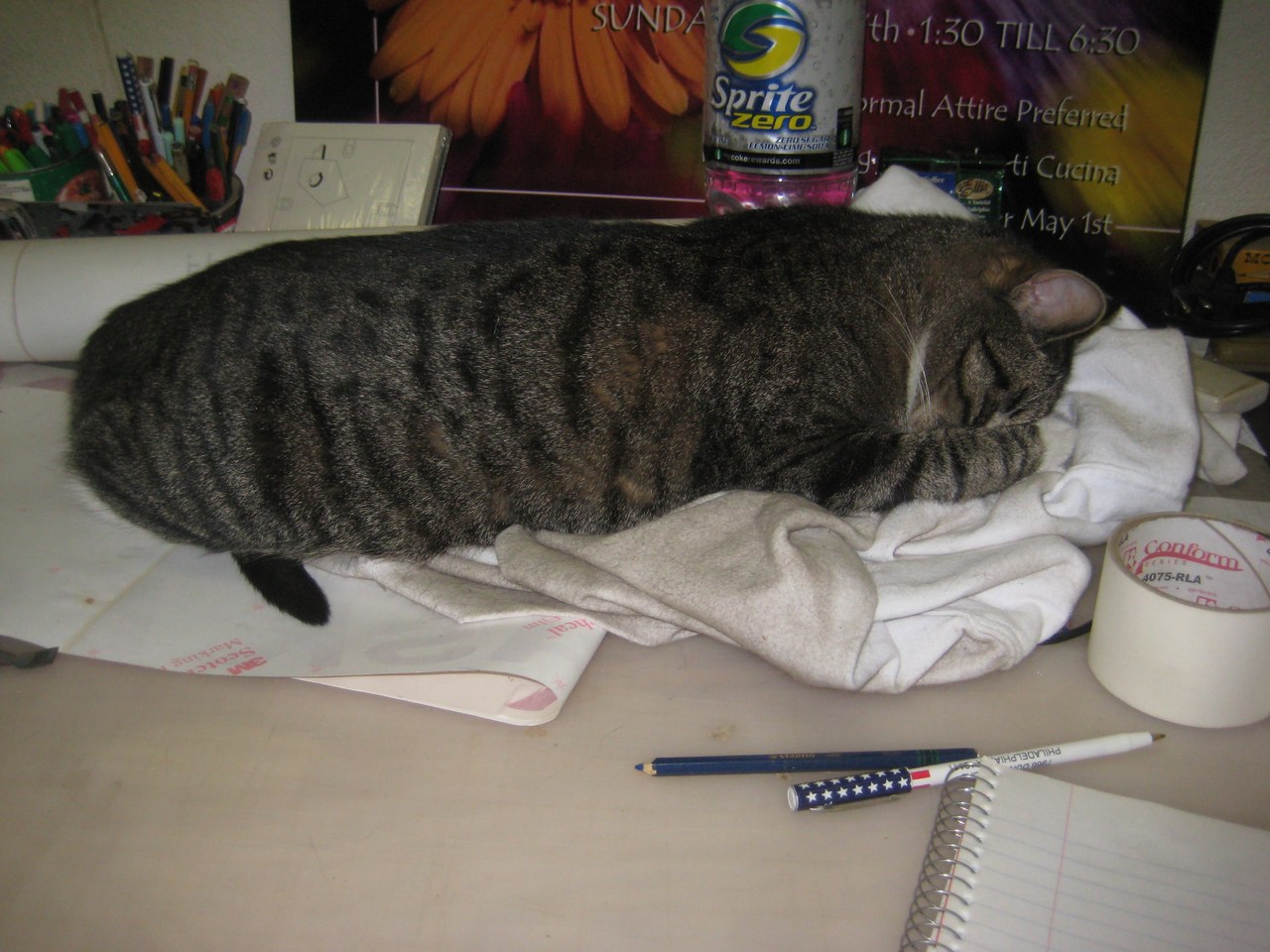 Scratchy Sleeping On The Desk