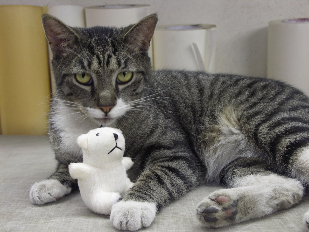 Scratchy With Polar Bear Toy