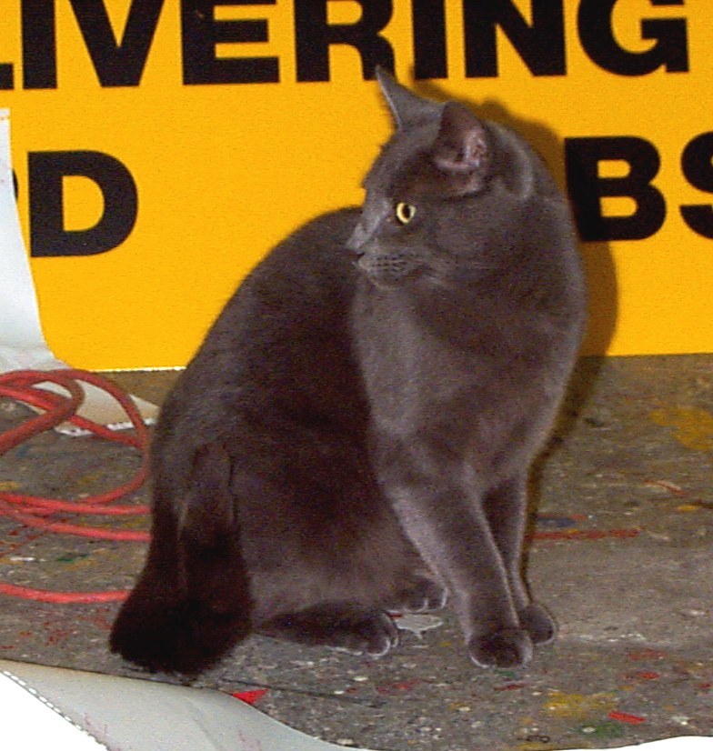 Smokey In Front Of Yellow Sign In Shop