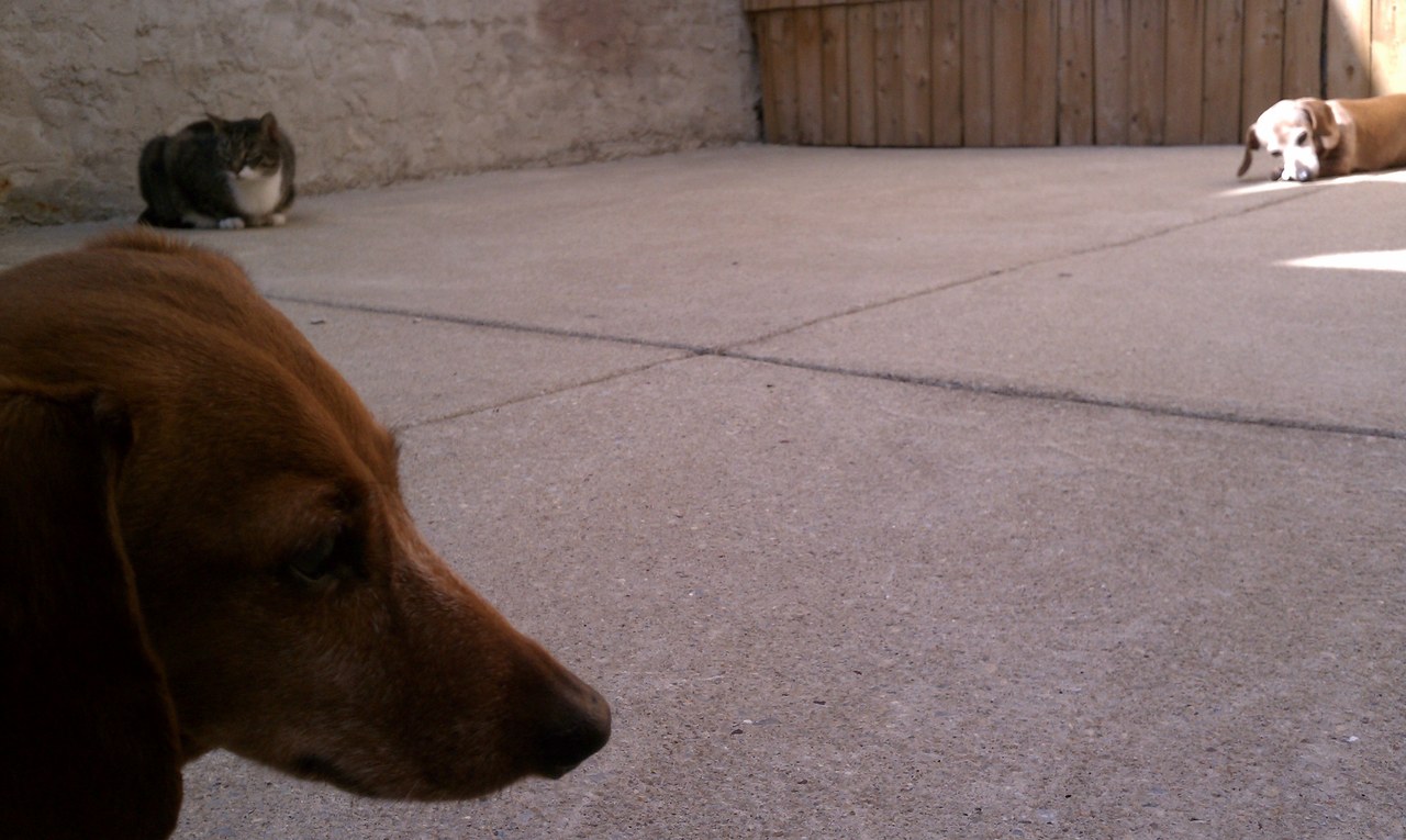 oscar scratchy scooby in the yard